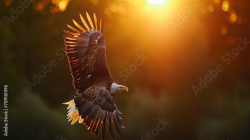 A bald eagle flying in sky at sunrise in wild. photo