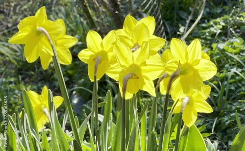 Narzisse, Narcissus, Osterglocke photo