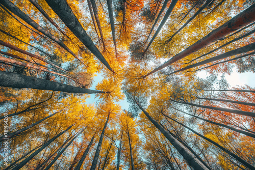 Looking upwards into a forest canopy, the sky is a mosaic of autumn colors with tall trees stretching into the sky, showcasing the beauty of the fall season.