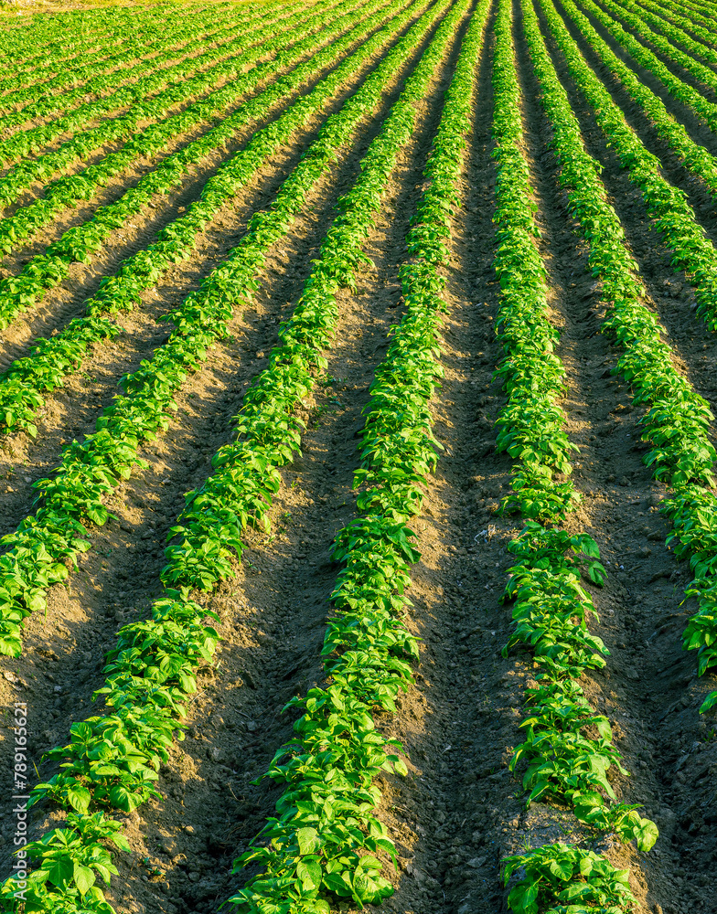 beautiful farmland landscape with green rows of potato and vegetables on a spring or summer farm field , rural natural background beautiful farmland landscape with green rows of potato and vegetables on a spring or summer farm field , rural natural background