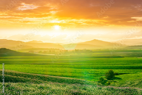 Scenic view at beautiful spring sunset in a green shiny field with green grass and golden sun rays, beautiful cloudy sky on a background