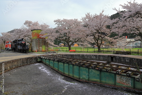 桜咲くターンテーブル photo