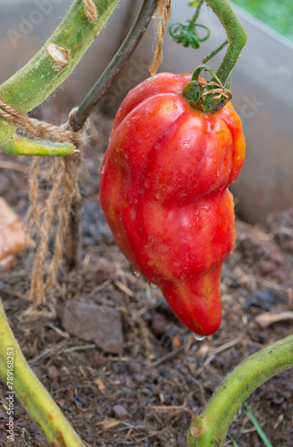 Red tulip tomato growing in the summer garden.
