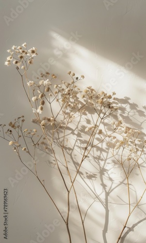Tree Branch Casting Shadow on Wall