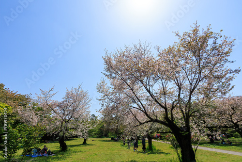 都市公園で満開に咲く美しいソメイヨシノ（桜）。

日本国東京都文京区、小石川植物園にて。
2024年4月撮影。

Someiyoshino sakura (Cerasus x yedoensis, cherry blossom) trees in a city park n.
 photo