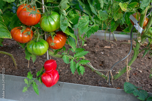 Large ripe and juicy beefsteak tomatoes in the home garden .