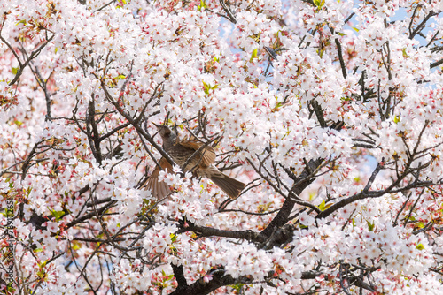 美しいソメイヨシノの間を飛び回って花の蜜を吸う美しいヒヨドリ（ヒヨドリ科）。

日本国東京都文京区、小石川植物園にて。
2024年4月撮影。

Lovely Beautiful Brown-eared Bulbul (Hypsipetes amaurotis, family comprising bulbul) flitting among the beautiful kanhizakura (C photo