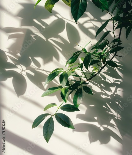 Shadow of Plant on Wall