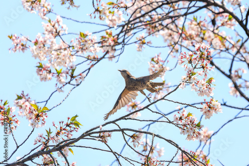 美しいソメイヨシノの間を飛び回って花の蜜を吸う美しいヒヨドリ（ヒヨドリ科）。日本国東京都文京区、小石川植物園にて。 2024年4月撮影。Lovely Beautiful Brown-eared Bulbul (Hypsipetes amaurotis, family comprising bulbul) flitting among the beautiful kanhizakura (C