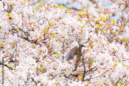 美しいソメイヨシノの間を飛び回って花の蜜を吸う美しいヒヨドリ（ヒヨドリ科）。

日本国東京都文京区、小石川植物園にて。
2024年4月撮影。

Lovely Beautiful Brown-eared Bulbul (Hypsipetes amaurotis, family comprising bulbul) flitting among the beautiful kanhizakura (C photo