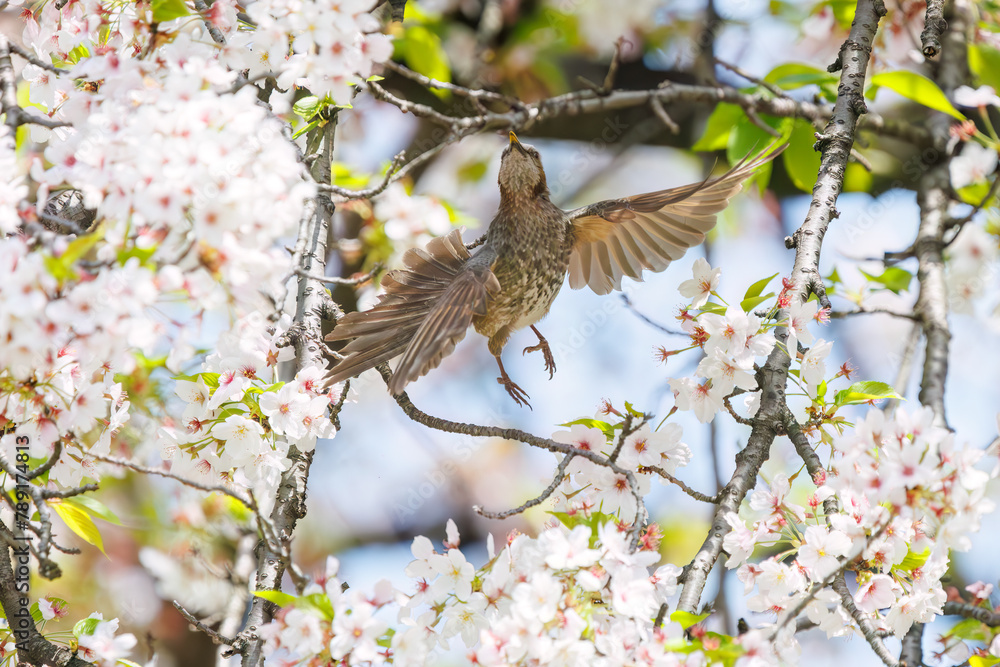 美しいソメイヨシノの間を飛び回って花の蜜を吸う美しいヒヨドリ（ヒヨドリ科）。

日本国東京都文京区、小石川植物園にて。
2024年4月撮影。

Lovely Beautiful Brown-eared Bulbul (Hypsipetes amaurotis, family comprising bulbul) flitting among the beautiful kanhizakura (C