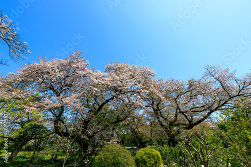 都市公園で満開に咲く美しいソメイヨシノ（桜）。

日本国東京都文京区、小石川植物園にて。
2024年4月撮影。

Someiyoshino sakura (Cerasus x yedoensis, cherry blossom) trees in a city park n.

At Koishikawa botanical garden, Bunkyo-ku, Tokyo, Japan,
pho photo