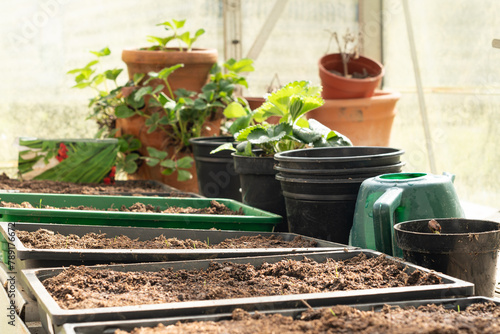 Foto Close up of rows of seedling trays of organic peat free compost plants beginning