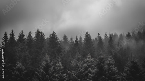 Black and white photography of the foggy forest, dark with clouds. Landscapes photography © Furkan