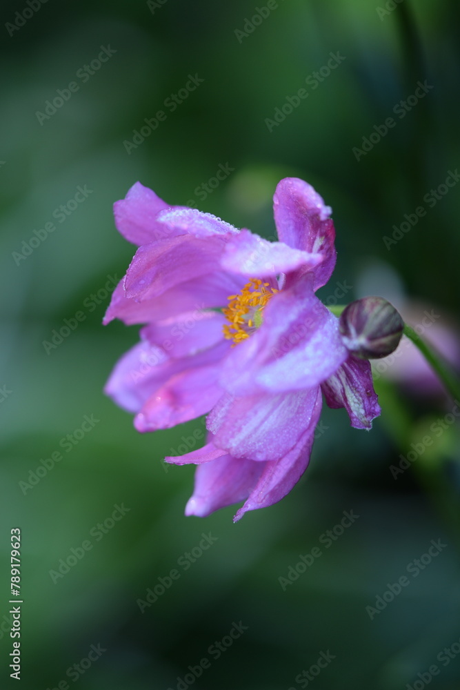Anemone scabiosa pink flower closeup on bokeh green garden background, anemone japonica in summer garden.
Anemone scabiosa pink flower closeup on bokeh green garden background, anemone japonica in summer garden.