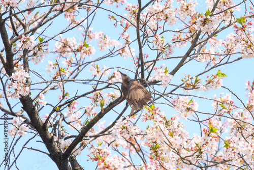 美しいソメイヨシノの間を飛び回って花の蜜を吸う美しいヒヨドリ（ヒヨドリ科）。日本国東京都文京区、小石川植物園にて。 2024年4月撮影。Lovely Beautiful Brown-eared Bulbul (Hypsipetes amaurotis, family comprising bulbul) flitting among the beautiful kanhizakura (C