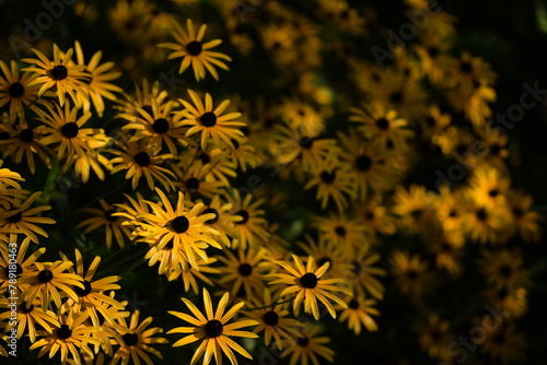 Yellow rudbeckia flowers on bokeh flowers background, black eyed susans, bokeh space for text, floral coneflowers background.