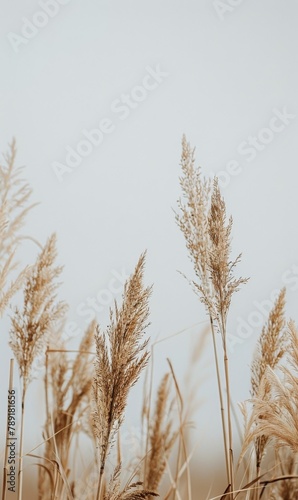 Field of Tall Grass With Sky Background