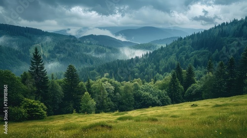 scenery with meadow and green trees in front of primeval beech forest. beautiful landscape of carpathian mountains on an overcast day in summer © Khalif