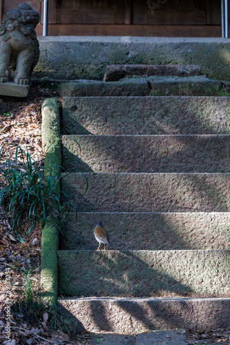 神社にお参りする可愛いシロハラ（ヒタキ科）。

日本国東京都文京区、小石川植物園にて。
2024年4月撮影。

Lovely Pale Thrush (Turdus pallidus, family comprising thrushes) paying their respects at a shrine.

At Koishikawa botanical garden, Bunkyo-ku,  photo