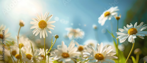 Field of daisies with a sun flare effect