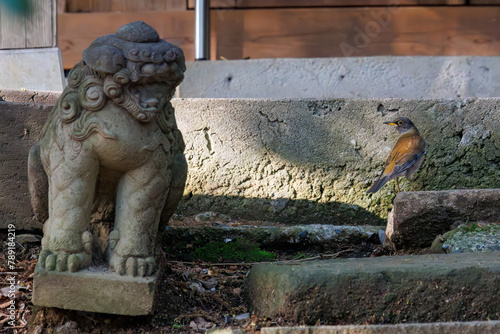 神社にお参りする可愛いシロハラ（ヒタキ科）。

日本国東京都文京区、小石川植物園にて。
2024年4月撮影。

Lovely Pale Thrush (Turdus pallidus, family comprising thrushes) paying their respects at a shrine.

At Koishikawa botanical garden, Bunkyo-ku,  photo