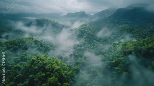 Aerial View of Lush Green Forest