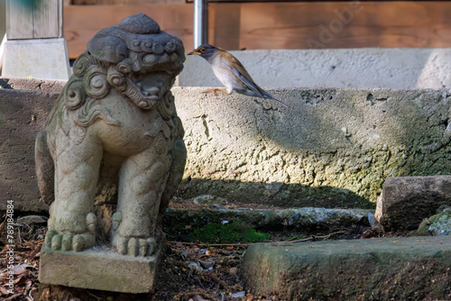 神社にお参りする可愛いシロハラ（ヒタキ科）。

日本国東京都文京区、小石川植物園にて。
2024年4月撮影。

Lovely Pale Thrush (Turdus pallidus, family comprising thrushes) paying their respects at a shrine.

At Koishikawa botanical garden, Bunkyo-ku,  photo