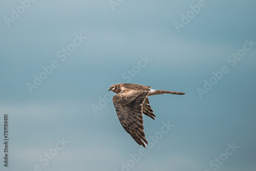 Harrier Or Circus Cyaneus Wild Bird Flies In Blue Sky. Adult Male Is Sometimes Nicknamed Grey Ghost. Natural Sky Background. Young Ring-tail Harrier.