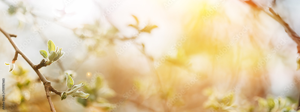Soft Summer Light Shining On Buds Bloom On Branches In Spring. Panoramic View Of Young Spring Unblown Buds Growing In Branch Of Tree. Spring Concept Of Revival. Vital Spring Theme