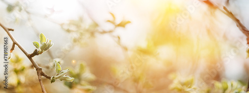 Soft Summer Light Shining On Buds Bloom On Branches In Spring. Panoramic View Of Young Spring Unblown Buds Growing In Branch Of Tree. Spring Concept Of Revival. Vital Spring Theme