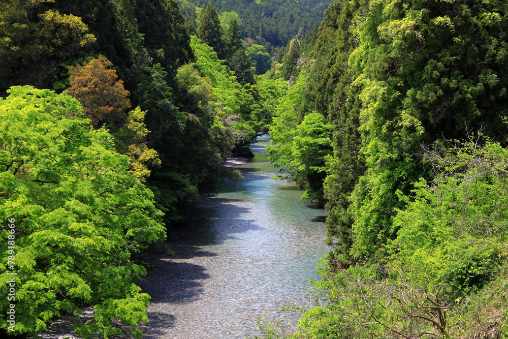 Naklejka premium 岐阜県根尾川の新緑と清流