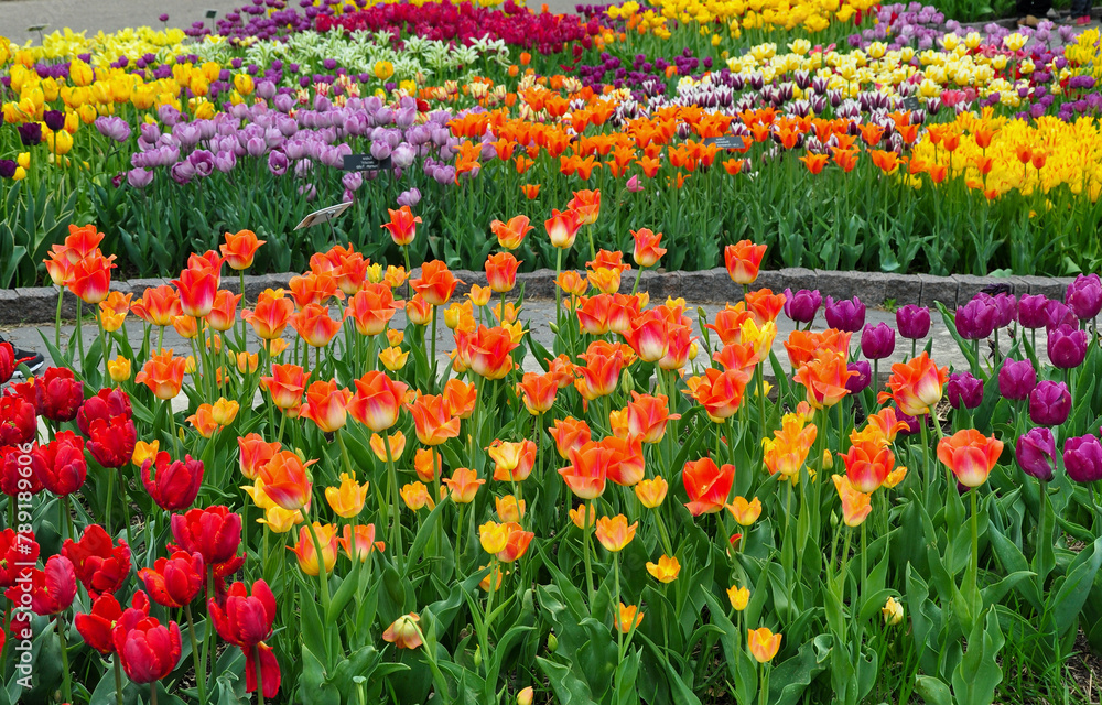 Tulip flowers. red and yellow tulips