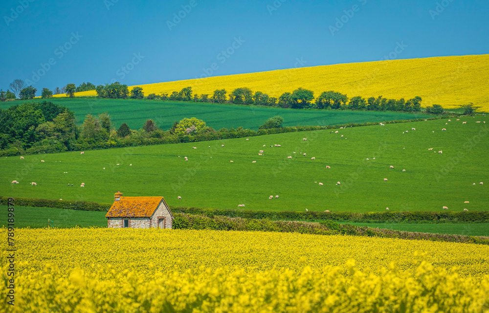 Farm house landscape with rapeseed field