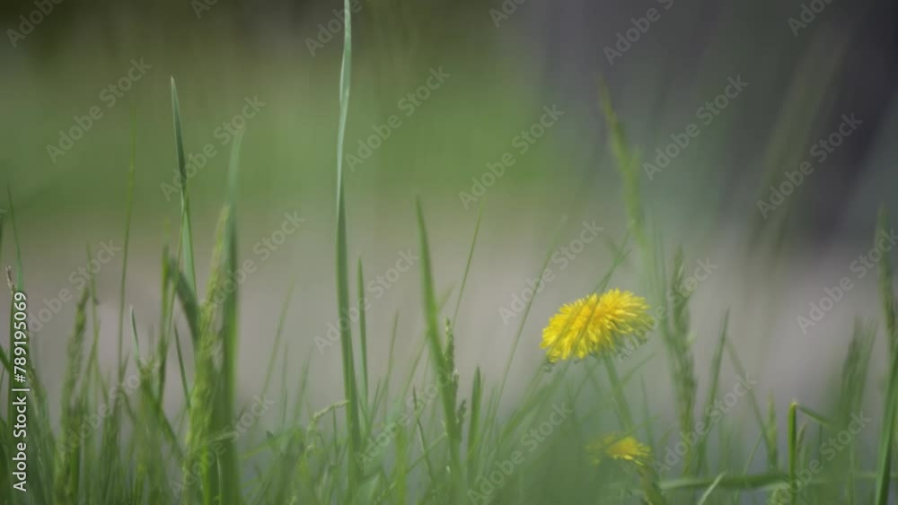 In the foreground, a tranquil slow-motion scene of grass and flowers, with a blurred street of cars behind. In the foreground, a tranquil slow-motion scene of grass and flowers, with a blurred street of cars behind.