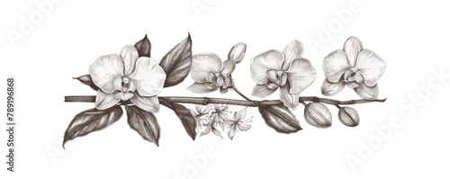 Vanilla pods and orchid flower, sketch vector illustration. Vanillas spicy herbs set. vector simple illustration