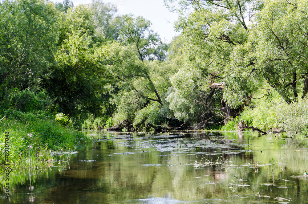Summer landscape with a river and trees in the water, nature series Summer landscape with a river and trees in the water, nature series
