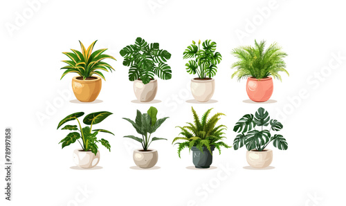 Set of trendy potted plants for home. Different indoor houseplants isolated on white background. Alocasia, begonia, fan palm, monstera, ficus, strelitzia and oxalis