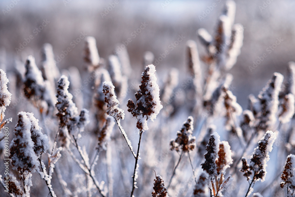 Winter atmospheric landscape with frost-covered dry plants during snowfall. Winter Christmas background