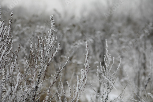 Wallpaper Mural White snow on a bare tree branches on a frosty winter day, close up. Natural background. Selective botanical background. Torontodigital.ca