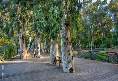 Wooden deck and old Ficus trees at Park Yarkon in Tel Aviv, Israel.