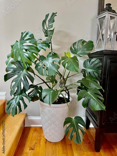 Monstera plant potted indoors
