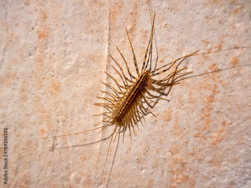 House centipede (Scutigera coleoptrata) kill prey by injecting venom ...