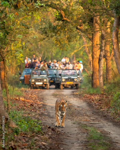 wild female tiger or panthera tigris a showstopper head on road in morning territory stroll and blurred safari vehicles tourist in background pilibhit national park forest reserve uttar pradesh india photo