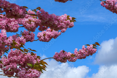 Spring in Germany. Beautiful Japanese cherry blossom flowers. Cherry blossoms against the backdrop of a piercing blue sky.