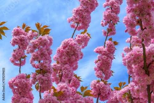 Spring in Germany. Beautiful Japanese cherry blossom flowers. Cherry blossoms against the backdrop of a piercing blue sky.