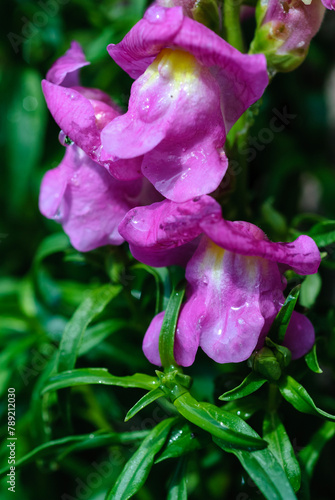pink snapdragons in the rain