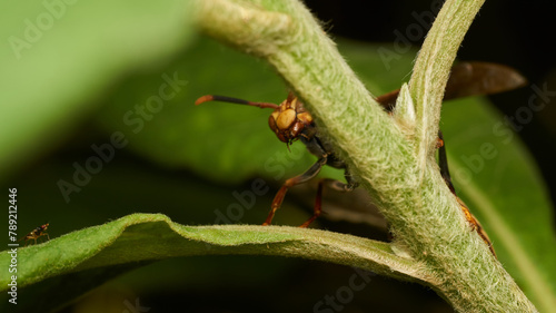 An orange wasp peeking out from behind a branch © DiazAragon