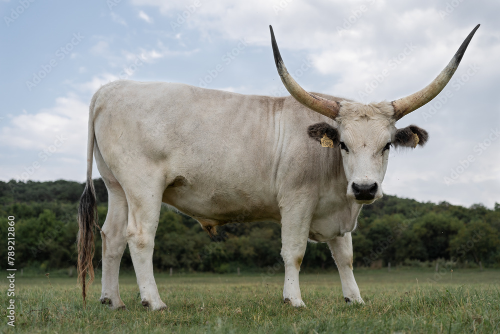 Portrait and side view of a traditional hungarian grey cattle (Bos primigenius taurus hungaricus) on the meadow in Hungary.