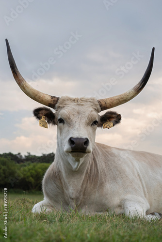 Portrait of a traditional hungarian grey cattle (Bos primigenius taurus hungaricus) on the meadow in Hungary. photo